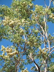 Corymbia polysciada