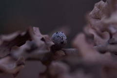 Andricus infectorius