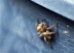 Philaeus chrysops