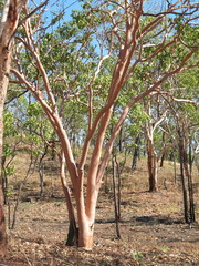 Eucalyptus tintinnans