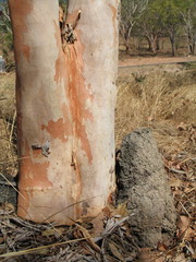 Eucalyptus tintinnans