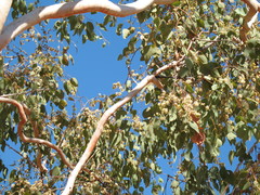 Eucalyptus tintinnans