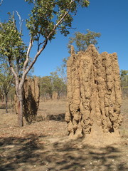 Nasutitermes triodiae