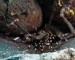 Panulirus ornatus