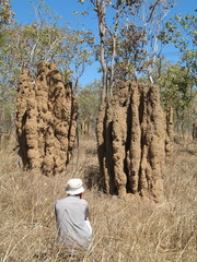 Nasutitermes triodiae
