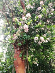 Notanthera heterophyllus