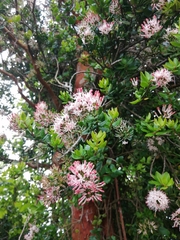 Notanthera heterophyllus