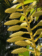 Tillandsia oerstediana