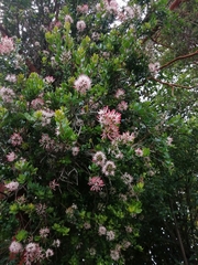 Notanthera heterophyllus