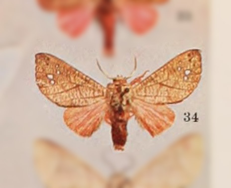 Zatrephes irrorata