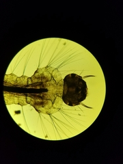 Culiseta incidens