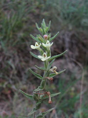 Odontites glutinosus