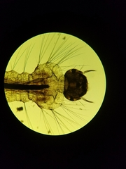 Culiseta incidens