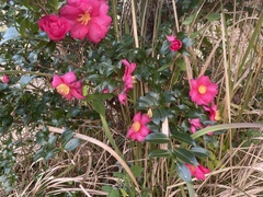 Camellia hiemalis