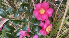Camellia hiemalis