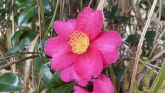 Camellia hiemalis