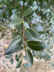 Camellia hiemalis