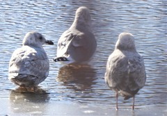 Larus glaucescens