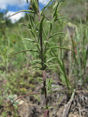 Odontites glutinosus