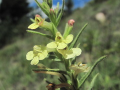 Odontites glutinosus