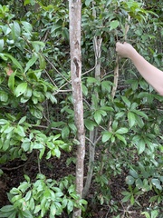 Myrsinoideae