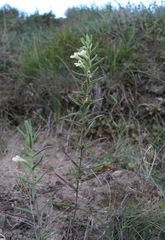 Odontites glutinosus