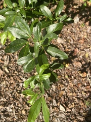 Pithecellobium keyense