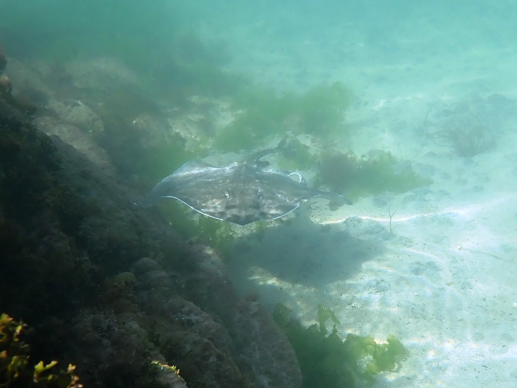 Thornback ray swimming over a rocky seabed in shallow green water