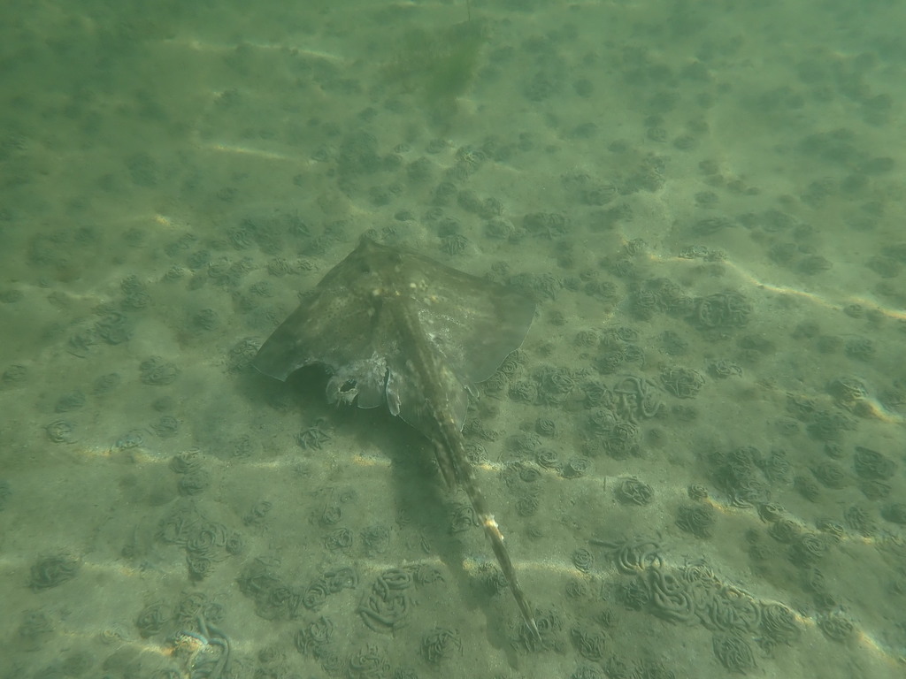 Thornback ray resting on a sandy seabed, its long thorny tail trailing behind
