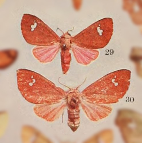 Zatrephes rosacea