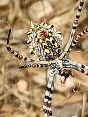 Argiope australis