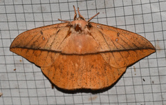 Lonomia achelous