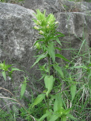 Melampyrum argyrocomum
