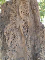 Nasutitermes triodiae