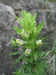 Melampyrum argyrocomum