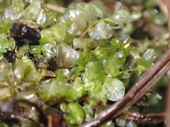 Plagiomnium ellipticum