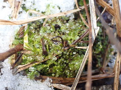 Plagiomnium ellipticum