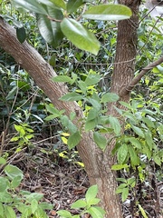 Chrysophyllum oliviforme image