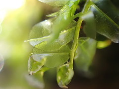 Plagiomnium ellipticum