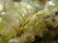 Plagiomnium ellipticum