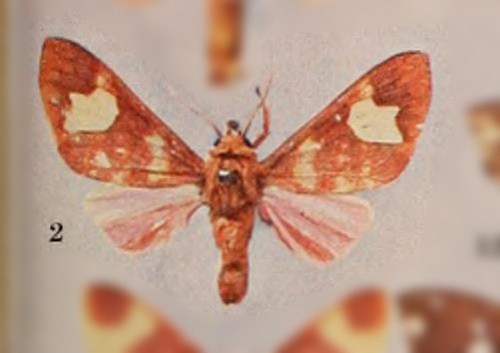 Zatrephes propinqua