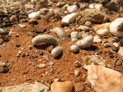 Anacampseros papyracea