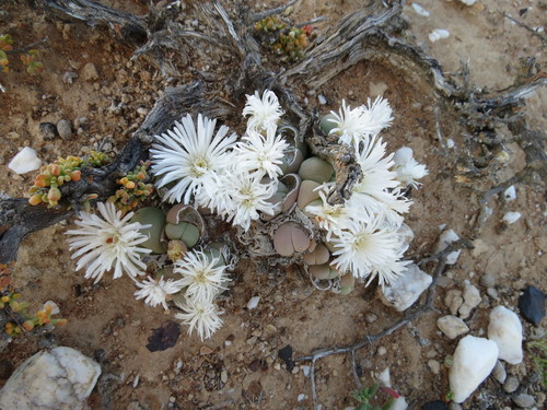 Image of Gibbaeum heathii by (c) Christiaan Viljoen, some rights reserved (CC BY)