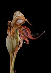 Pterostylis calceolus