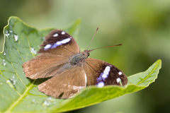 Cybdelis phaesyla