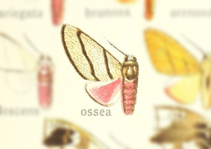 Zatrephes ossea