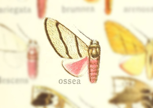 Zatrephes ossea