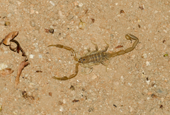 Uroplectes planimanus