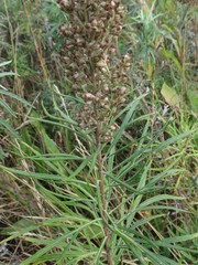 Artemisia selengensis