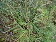 Artemisia selengensis